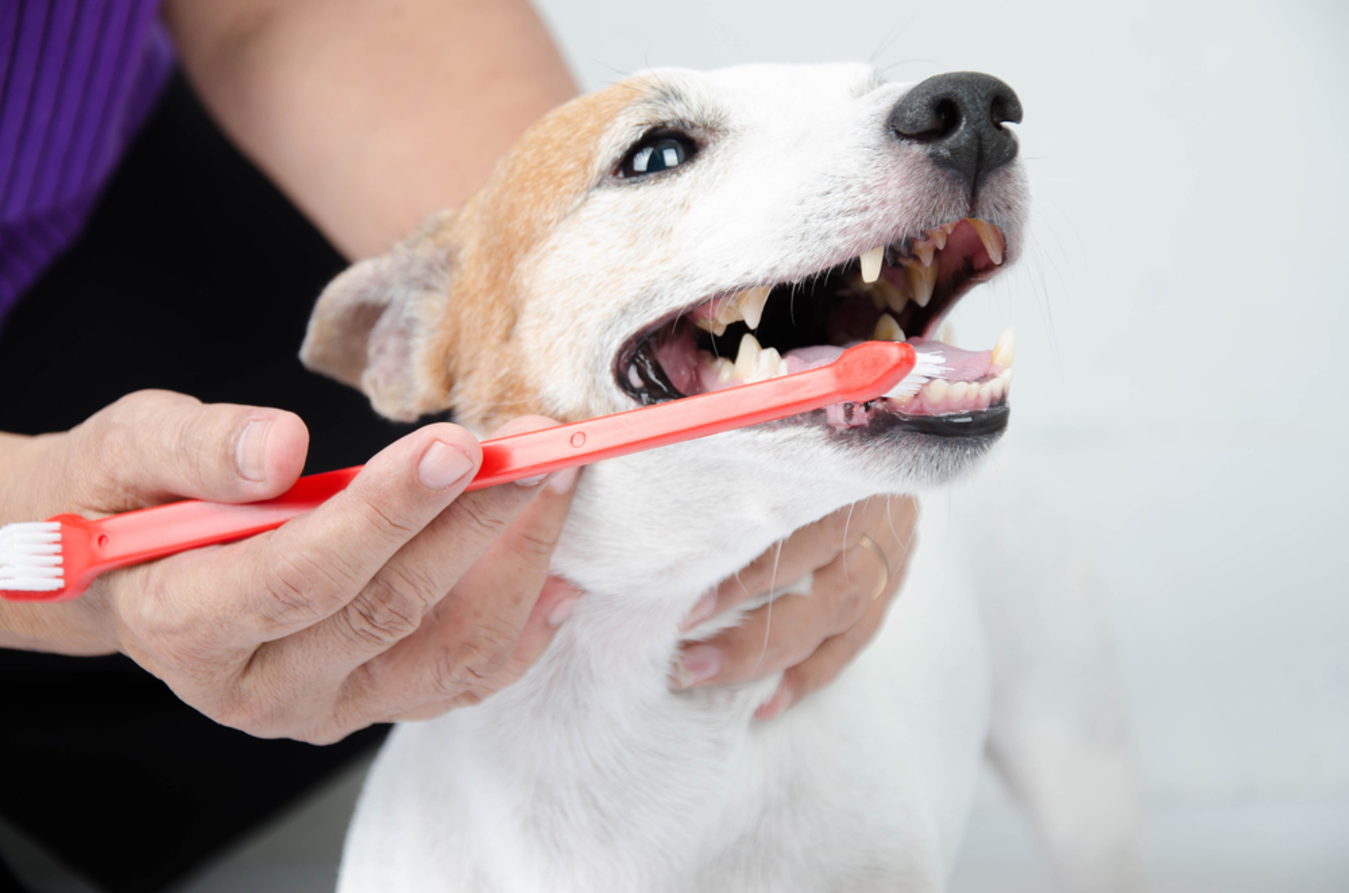 Your Pet Also Deserve Care and Timely Health Checkup image