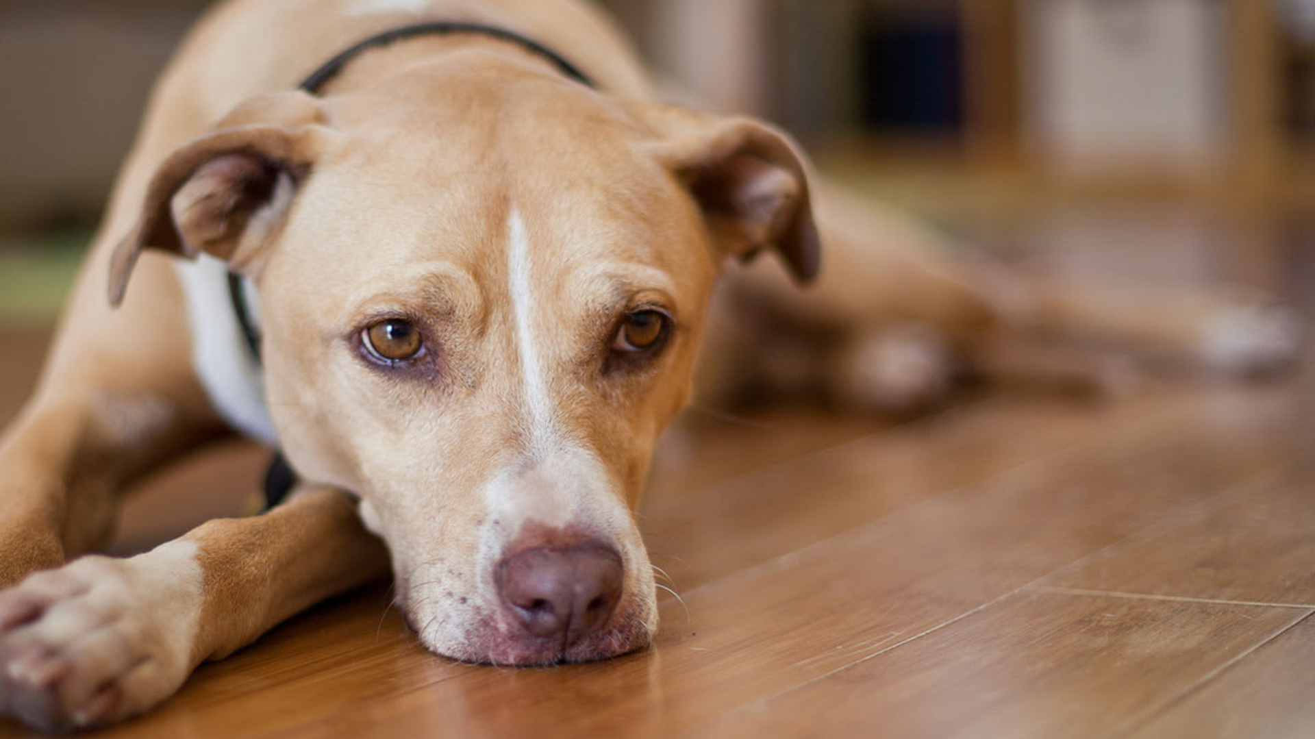 Common Diseases That You Can Get From Your Dog image